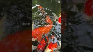 Download lagu Koi, keindahan tiada  tara mp3