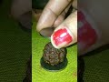 Testing Rudraksha Real Or Fake Youtubeshorts Shivbhakt Trending Pure Katmandu