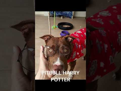 Pitbull Ranya Ravena e o Osso