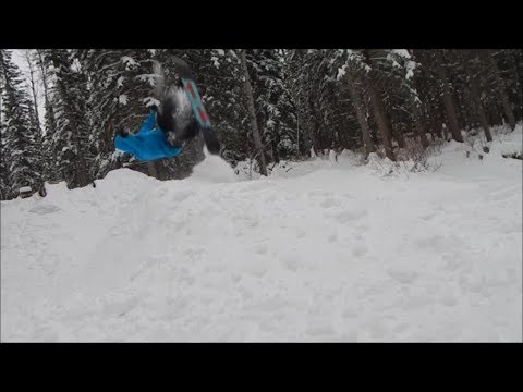 Learning The Wildcat Backflip