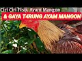 Download Lagu Ciri Ciri Fisik Ayam Mangon 2021 Mp3 Free