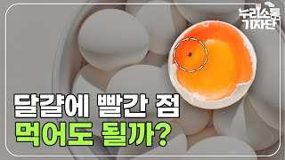 달걀의 빨간 점 정체는?
