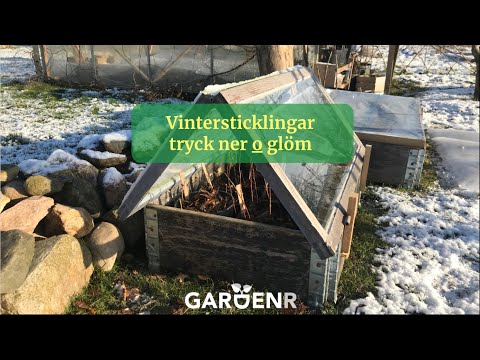 Vintersticklingar, tryck ner och glöm - Trädgårdshacks med GardenR