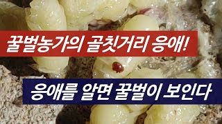 꿀벌농가의 골칫거리, 응애를 알아야 꿀벌이 보인다.