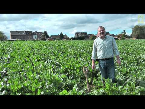 Faule Rüben unterscheiden