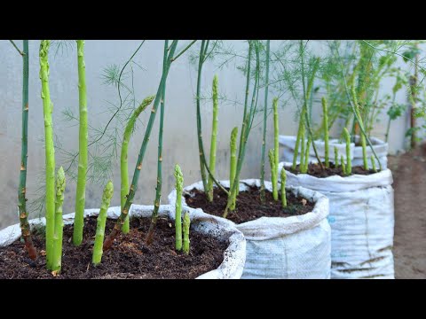 Let s grow bitter melon for your family this way it s very fruity and easy to make