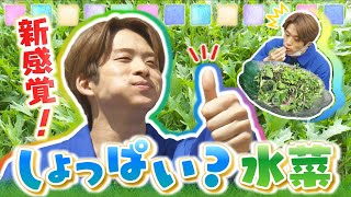 今まで味わったことない！？新感覚の水菜が登場！！