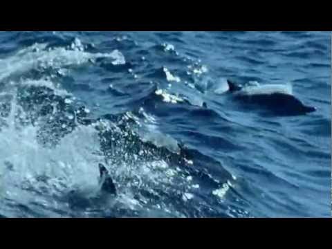 Valdi Sabev - We are free