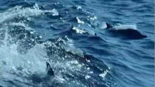 Valdi Sabev - We are free