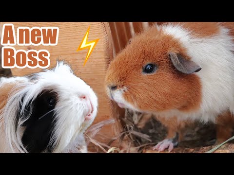 Guinea Pigs Fighting! | Is there a new boss in town?