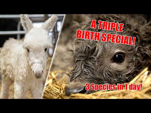 SHE COULDN'T DO IT ALONE... A Really Intense Highland Cow Birth! 