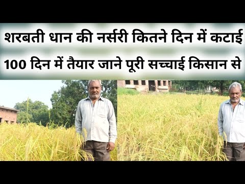 Bathua Seeds-bathua Beej