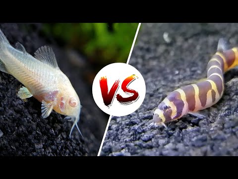 Cory Catfish vs Loaches – Which is Better?