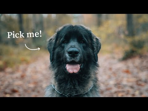 10 Gründe, warum Sie sich einen Leonberger zulegen sollten