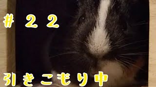 【モルモット】今日の親びんさんは、引きこもり#22