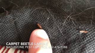 Carpet Beetle Larvae Inside Home - Weird Bugs