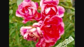 Rebecca and Terry&#39;s UN-NAMED song .wmv