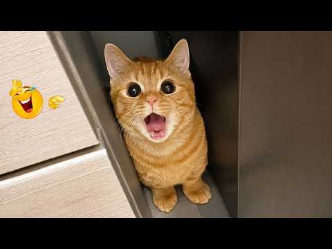 FUNNY CAT MOMENTS Caught on Camera 🐈 — You’ll Be Crying Laughing! 😂 😹