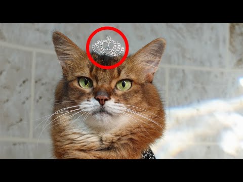 Tiara Kitty: This Cat Knows She’s a Princess #catprincess