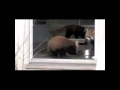 Funny Red Panda From Animal Vines