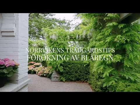 Norrvikens Trädgårdar – Pierres trädgårdstips: Förökning av blåregn