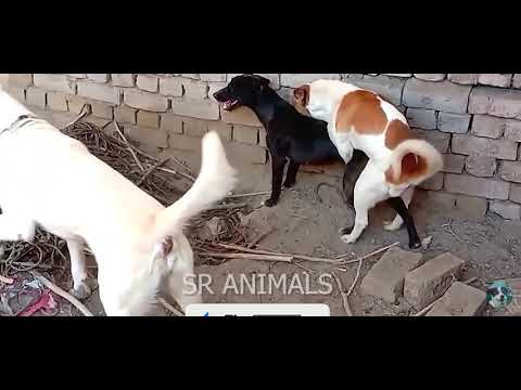 street dog mating video on road 🔥 | dog mating | animal mating