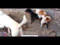 Street Dog Mating Video On Road Dog Mating Animal Mating