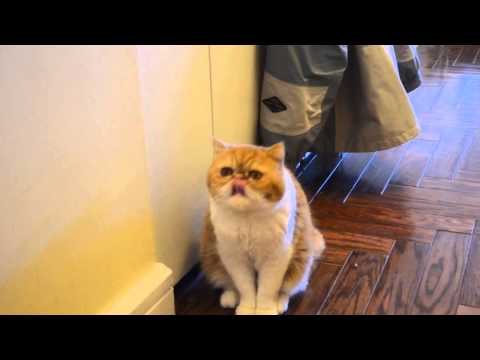 Cat video: Cute exotic shorthair/flat face cat with big eyes
