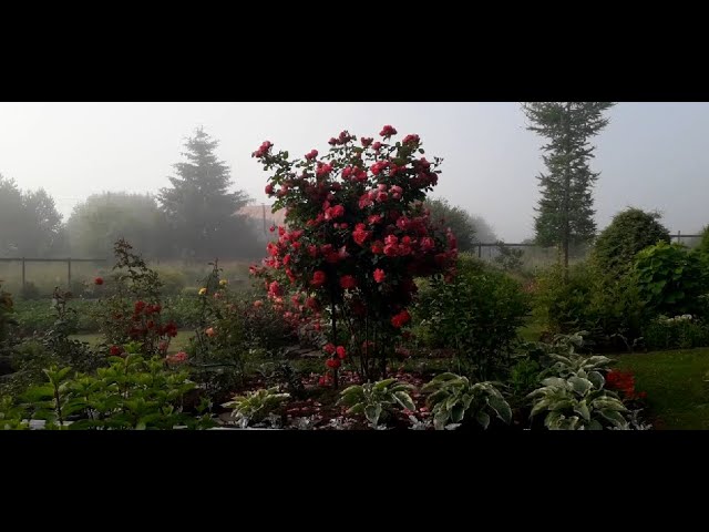 ✿➽ роза Morden Centennial - канадский шраб ( мОрден сентЕнниел)  ???????? сезон 2020 ????????