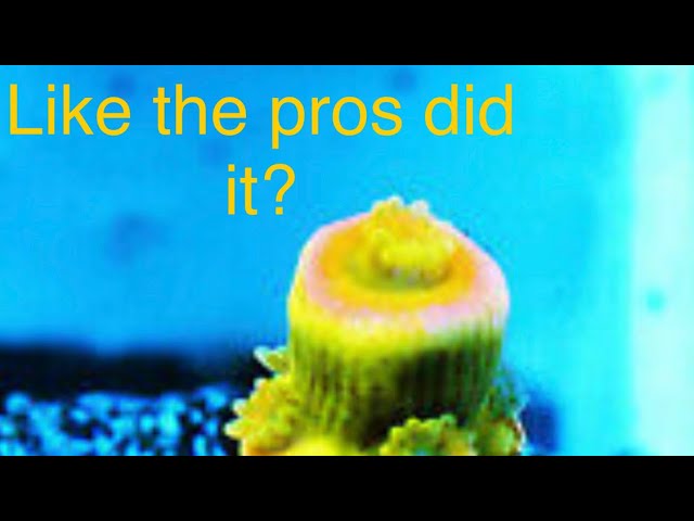 How to grow great coral large aquarium with fish coral sps Acropora acro 600 gallon tank reef tank