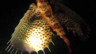 preview picture of video 'Flying Gurnard!'
