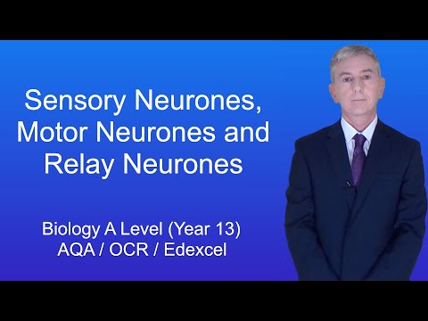 A Level Biology Revision (Year 13) "Sensory Neurones, Motor Neurones and Relay Neurones"