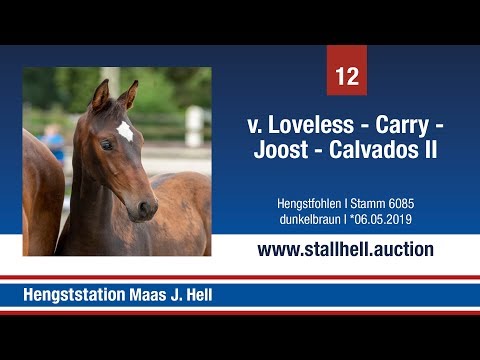 1. Online Fohlenauktion - Nr. 12 Loveless x Carry