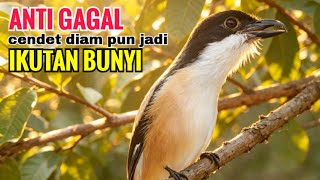 Download lagu toet toet cendet gacor suara ALAMI yang bikin cendet diampun pastikan ikutan bunyi dengar suara ini mp3