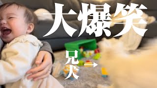 赤ちゃんをとある行動で大爆笑させる兄犬が可愛すぎた…笑【マルプー×生後10ヶ月】