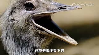 我想吃掉你的鴕鳥！女子拒絕鄰居收購寵物當食材