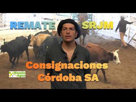 🔵🐮REMATE DE CONSIGNACIONES: firmeza en los precios y escasez de hacienda gorda en Jesús María
