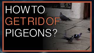 Reddit Advice | How to get rid of pigeons ?