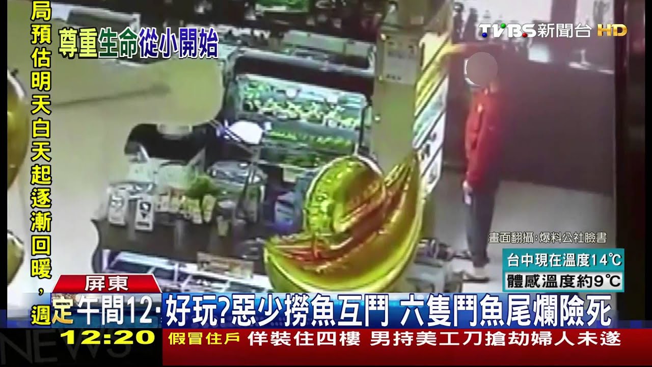 少年惡搞!撈鬥魚放一起 讓魚群互相攻擊