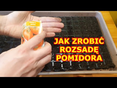 How to Grow Tomato Seedlings STEP-BY-STEP INSTRUCTIONS. Sowing, Priming, and Caring for Tomato Se...