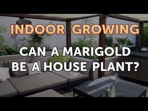 How to Regrow a Broken Aloe Leaf