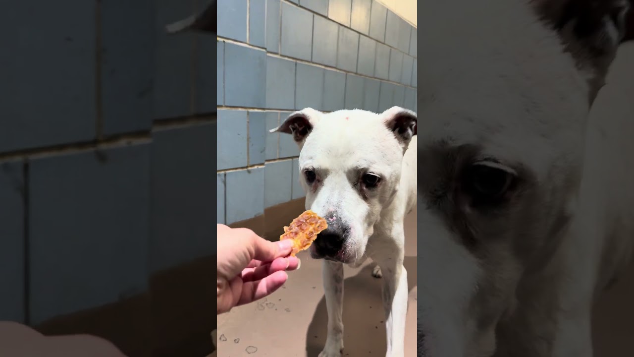 Lucky video preview