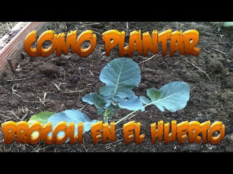 , title : 'Como Plantar Brocoli En El Huerto || Huerto Organico || La Huertina De Toni'