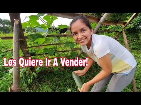 Idalma Invaded my Pepinera!