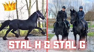 Horses @Stal G and play in the arena @Stal H, Queen👑Uniek loves it! | Friesian Horses
