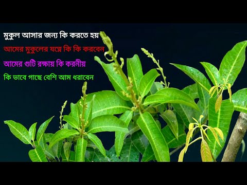 আমের গুটি ঝরে যাওয়ার কারণ ও সম্পূর্ণ পরিচর্যা সম্বন্ধে জানতে একটু কষ্ট করে হলেও দেখুন। Video