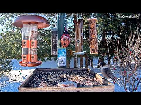 Canada Jays Enjoy Afternoon Snack At Ontario Feeders – Feb. 7, 2022