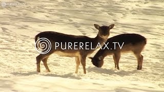 Top Christmas Songs - Adagio G-moll