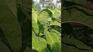 Download lagu cara merawat tanaman tembakau  agar berdaun lebar dan berbobot mp3