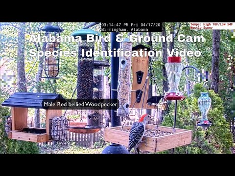 Alabama Bird and Ground Cam  - Species ID Video